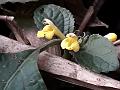 Small-Flowered Gomphostemma